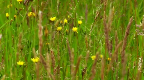 Flower Nature 1 Stock Footage 490413