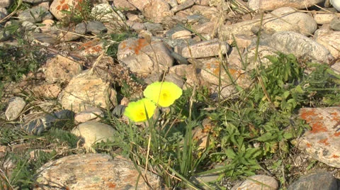 Flower, Nature Baikal Stock Footage 24280489