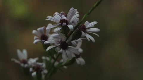 Flower in nature Stock Footage 56947376