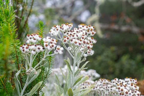 Flower in the nature of Madeira Stock Photos