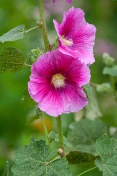 Flower. Nature. Stock Photos