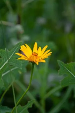 Flower. Nature. Stock Photos