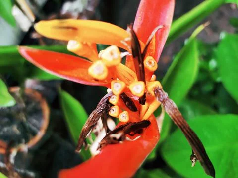 Flower of Nature 库存照片