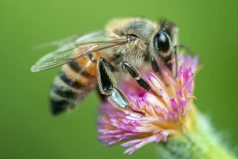Flower nectar bee Stock Photos