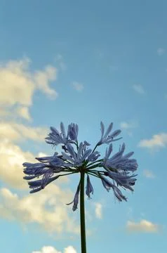 Flower in negative space Stock Photos