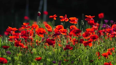 Flower new video Stock Footage 306003042