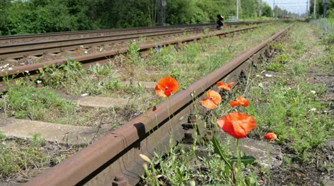 Flower next to the rail 4K Video stock 39899647