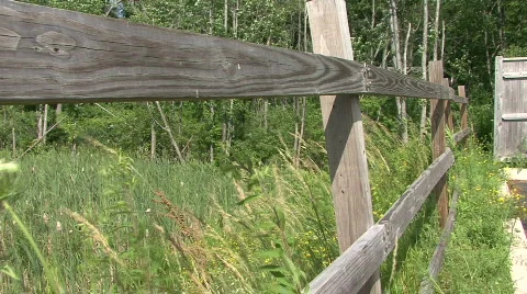Flower Next To Wooden Fence Stock Footage