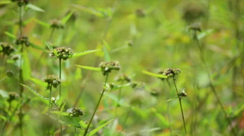 Flower with a nice green bokeh Background Stock Footage 56447057
