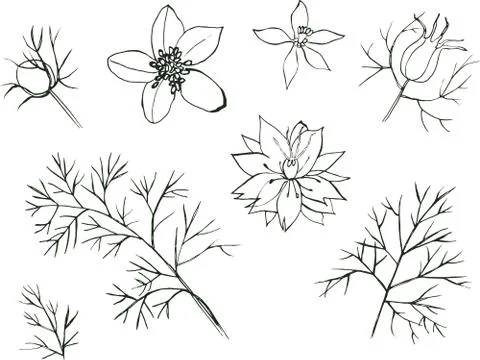 Flower Nigella Vector hand drawn floral set isolated on white background Stock Illustration