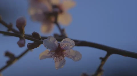Flower in night Stock Footage 62317640