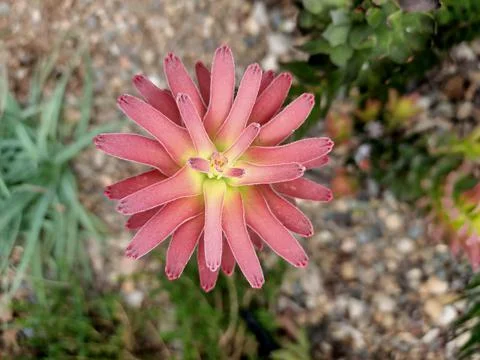 Flower Nova Stock Photos