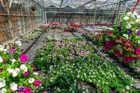 Flower nursery Stock Photos