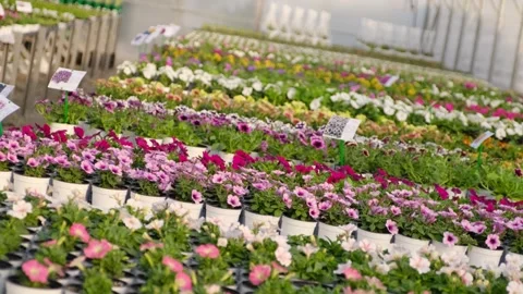 Flower nursery with rows of blooming plants in greenhouse Stock Footage 301528055