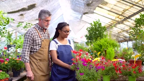 Flower nursery workers checking plants in the greenhouse Stock Footage 244442264