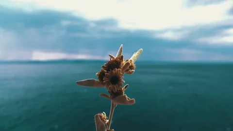 Flower by the ocean Stock Footage 79623672