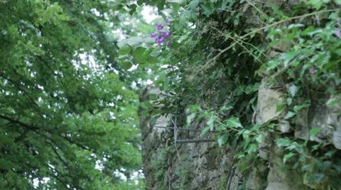 Flower on old wall Stock Footage 41548057