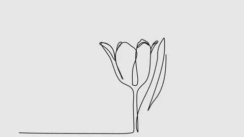 Flower, one line drawing animation, video clip with alpha channel. Stock Footage 264116173