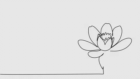 Flower, one line drawing animation. Video clip with alpha channel. Stock Footage 264906462