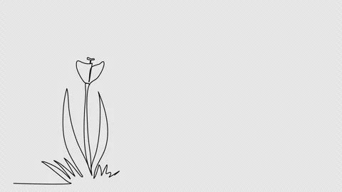 Flower. One line drawing animation with alpha channel. Stock Footage 273611351