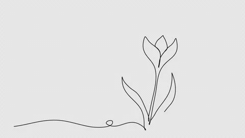 Flower. One line drawing animation with alpha channel. Stock Footage 273615238