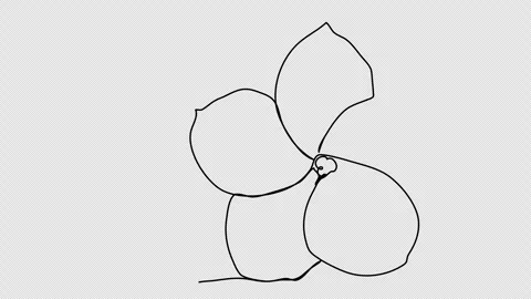 Flower. One line drawing animation with alpha channel. Video stock 301056035