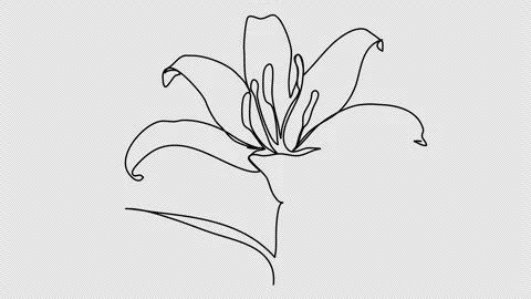 Flower. One line drawing animation with alpha channel. Video stock 301056147