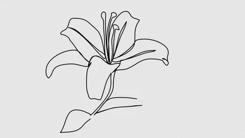Flower. One line drawing animation with alpha channel. Video stock 301056355