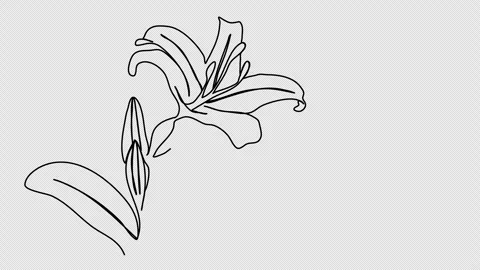 Flower. One line drawing animation with alpha channel. Video stock 301056396