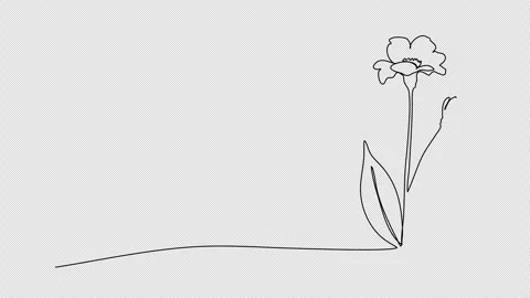 Flower. One line drawing animation with alpha channel. Stock Footage 304629853