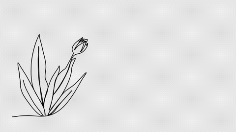 Flower. One line drawing animation with alpha channel. Stock Footage 304994774