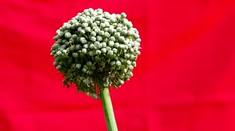 The flower of onion Stock Footage 41347479