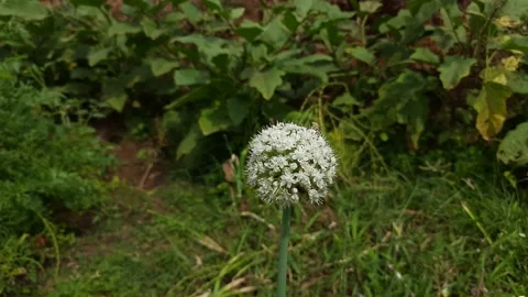 Flower of onion. Stock Footage 139267045