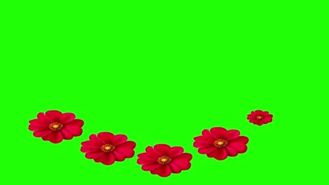 Flower Open Motion Vídeo Stock 344969352