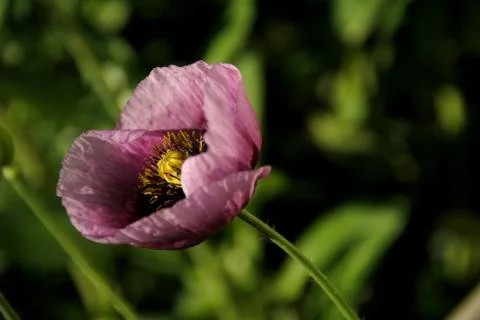 The flower opened to see the sun Stock Photos