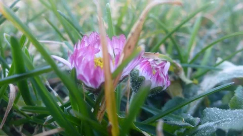 Flower is opening in Sunlight Stock Footage 126633671