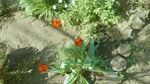 Flower opening time lapse early morning before sunset 库存影片 196204450