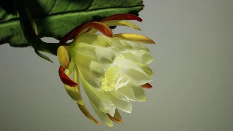 Flower opening time lapse Stock Footage