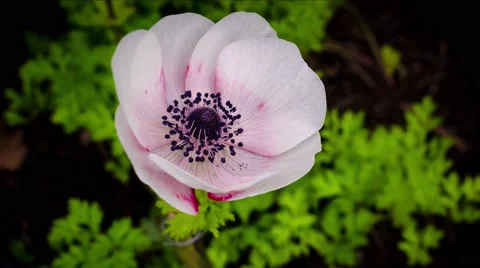 Flower opening timelapse 4k 動画素材 54242972