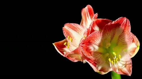 Flower opening (timelapse) Stock Footage 10816978