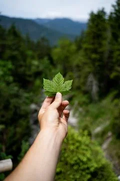 Flower or leaf in human hand Stock Photos