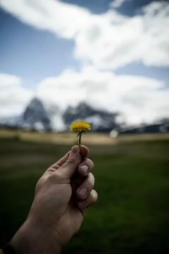 Flower or leaf in human hand Stock Photos