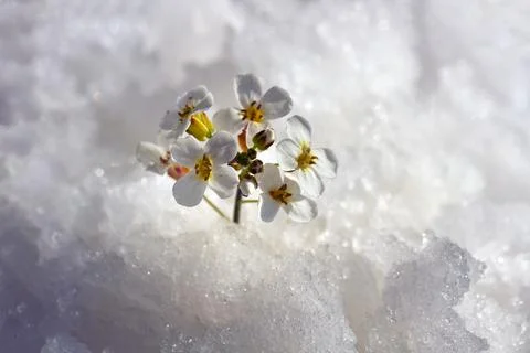 Flower or leaf in the snow Fotos de archivo