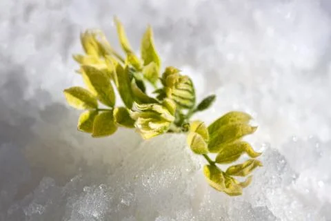 Flower or leaf in the snow Stock-Fotos