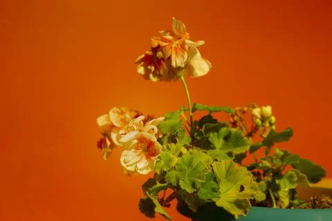 Flower with orange background Stock Photos