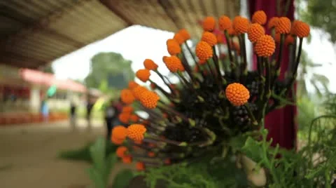 Flower Orange Ball Vídeos de archivo 10821371