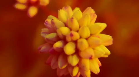Flower orange Stock Footage 16942082