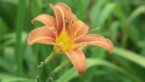 Flower orange Stock Footage 142210203