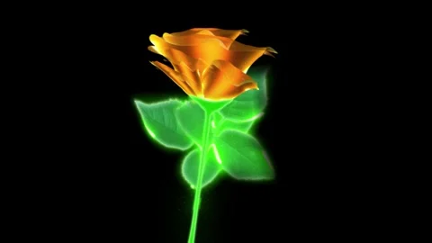 Flower orange Stock Footage 262136412