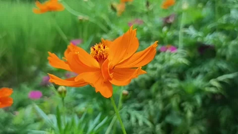 Flower Orange Stock Footage 268912750